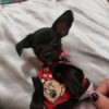 What Breed Is My Dog? - black puppy in Minnie Mouse shirt