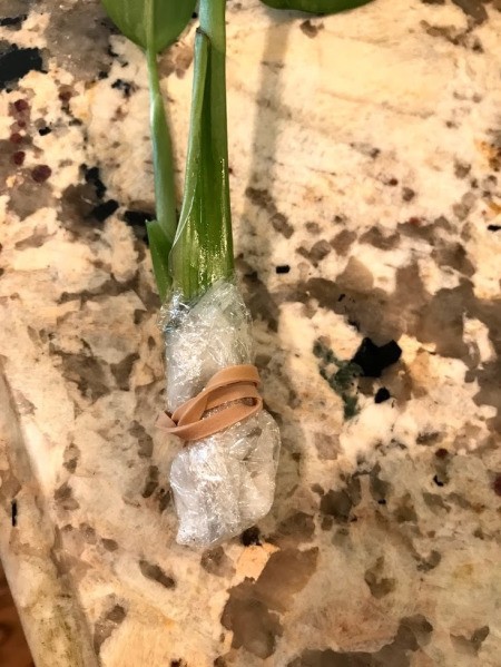 A plant cutting with plastic wrap and a rubber band holding it together.
