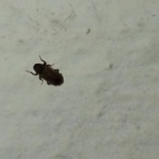 Identifying Small Black Bugs - black insect