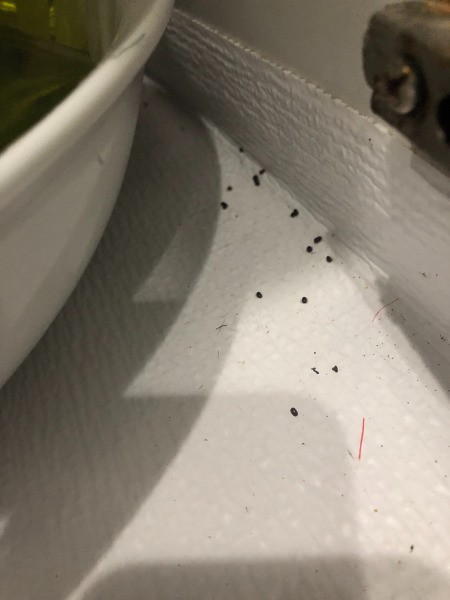 Identifying This Bug in My Kitchen