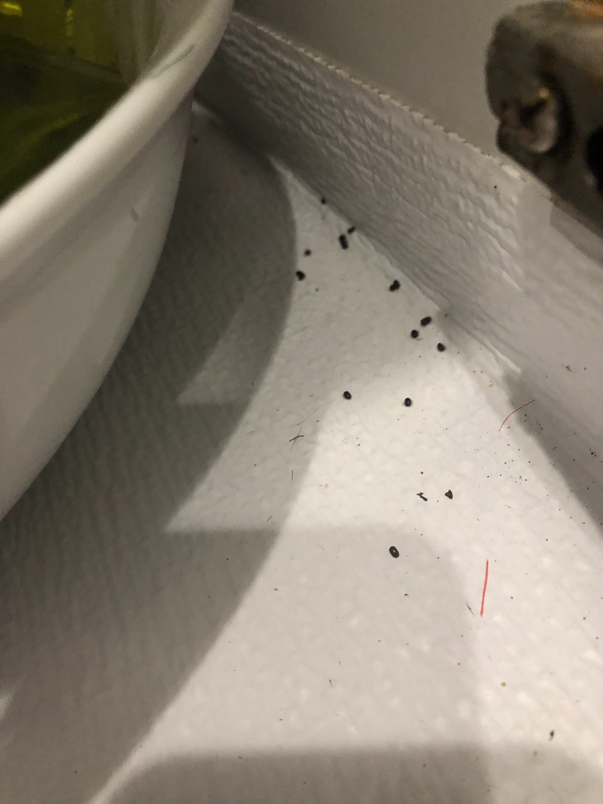 Tiny Black Bugs in the Kitchen ThriftyFun