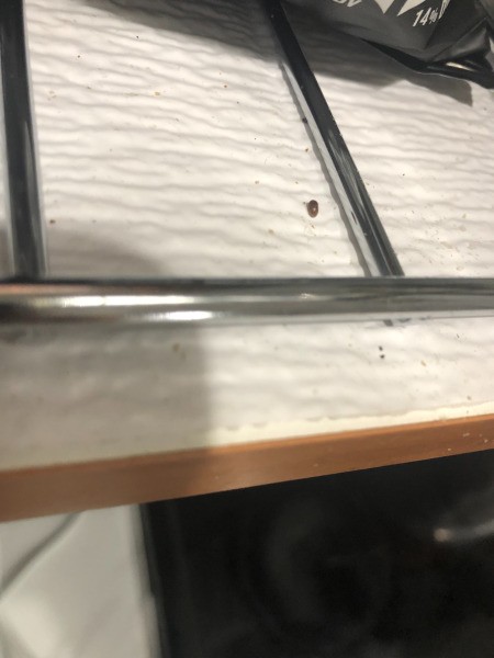 Identifying This Bug in My Kitchen