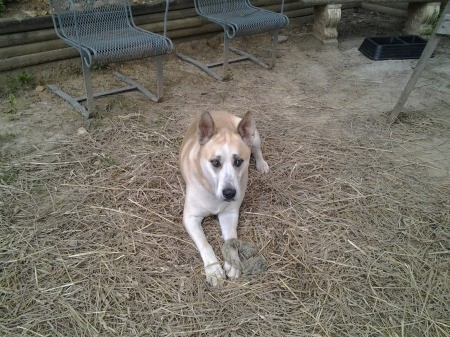 Turbo Son (Pitsky) - tan and white dog lying outside