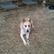 Turbo Son (Pitsky) - tan and white dog lying outside