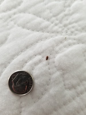Identifying Small Brown Bugs