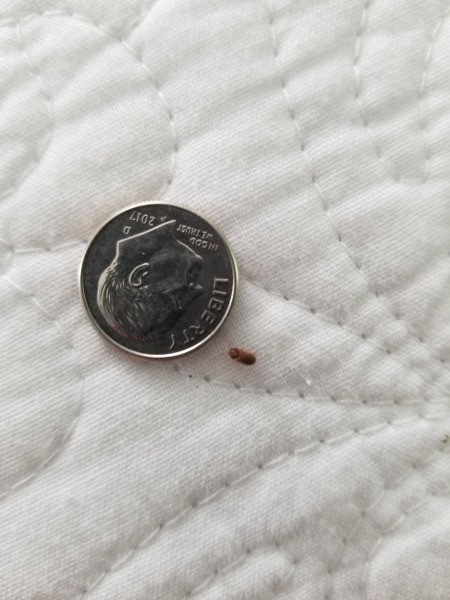 Identifying Small Brown Bugs - bug next to a dime