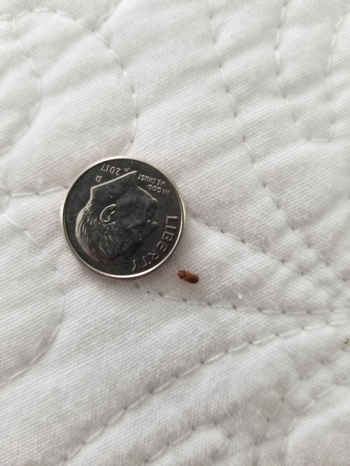 Identifying Small Brown Bugs ThriftyFun