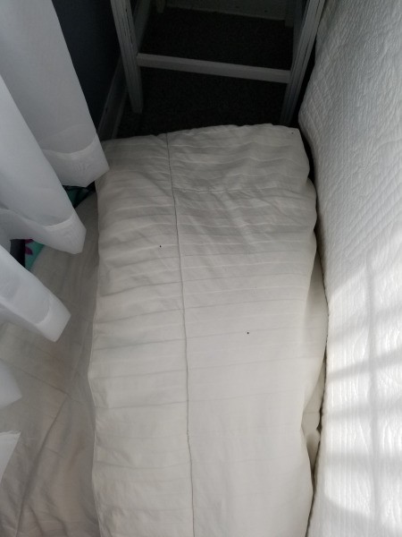 Identifying Small Brown Bugs