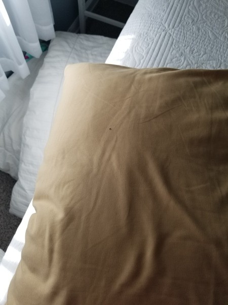 Identifying Small Brown Bugs