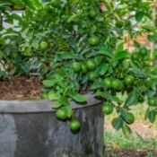 A potted citrus plant with lots of fruit.