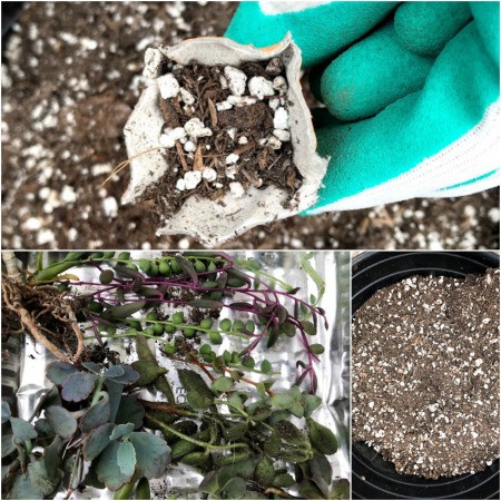 Making Mini Egg Carton Planters - add soil and plant cutting of your choice