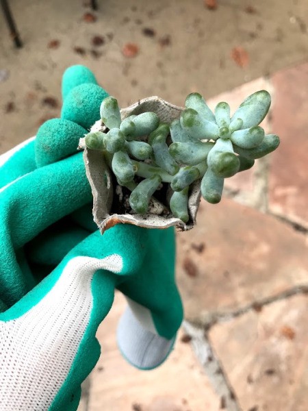 Making Mini Egg Carton Planters - succulent in the planter