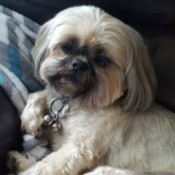 Taushy (Shih Tzu) - white dog wearing a collare with bells on it