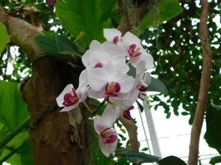Sharing My Love For Orchids