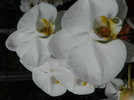 Sharing My Love For Orchids