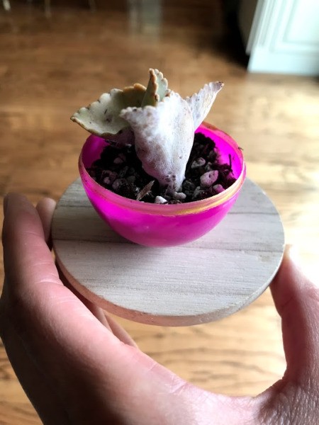 Upcycled Plastic Egg Mini Planter - planted egg glued to the jar lid