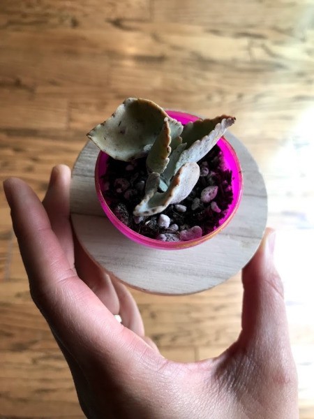 Upcycled Plastic Egg Mini Planter