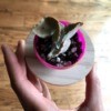 Upcycled Plastic Egg Mini Planter