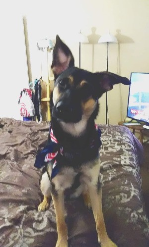 What Breed Is My German Shepherd Mixed With? - Shepherd mix puppy