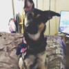 What Breed Is My German Shepherd Mixed With? - Shepherd mix puppy