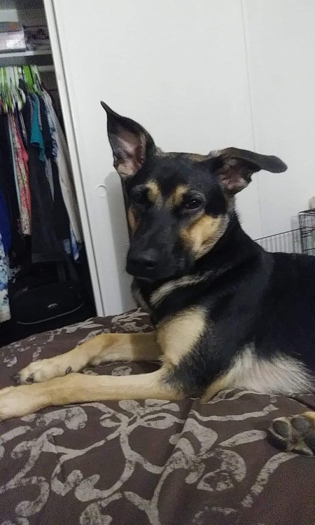 What Breed Is My German Shepherd Mixed With?