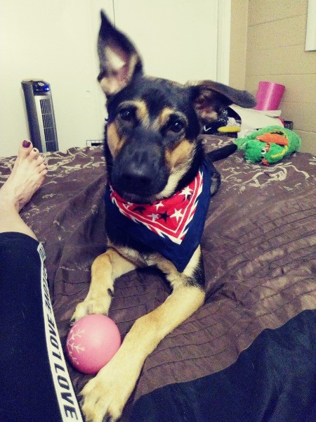 Rosey (German Shepherd Mix) - Rosey with a scarf around her neck and a ball at her feet