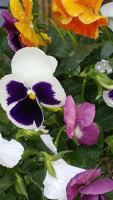 Pansies After the Rain - raindrops on colorful pansies