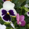 Pansies After the Rain - raindrops on colorful pansies