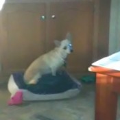 Dog Throwing Up After Getting Shots