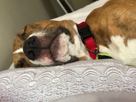 Is My Dog a Pit Bull?