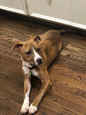 Is My Dog a Pit Bull? - dog lying on kitchen floor