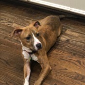 Is My Dog a Pit Bull? - dog lying on kitchen floor