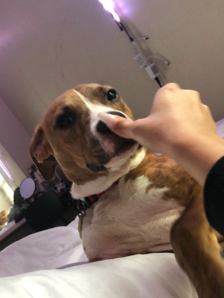 Is My Dog a Pit Bull?