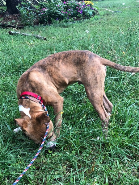 Is My Dog a Pit Bull?