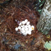 Female Duck Doesn't Stay on Her Eggs