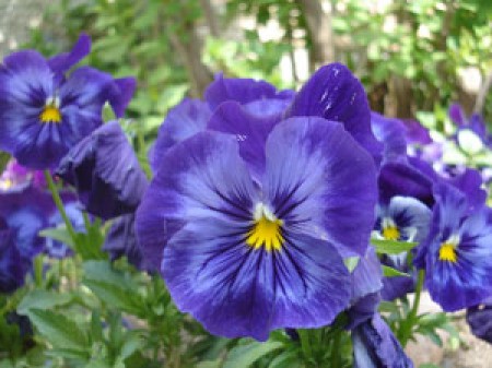 Purple pansies growing in a garden bed.