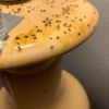 What Kind of Bug Is This? - lots of small black bugs on a table lamp