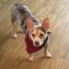 Does My Chihuahua Look Pure Bred? - dappled male Chihuahua with a long body