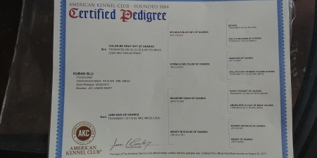 Does My Chihuahua Look Pure Bred?