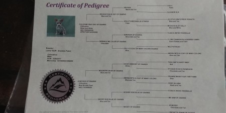 Does My Chihuahua Look Pure Bred?