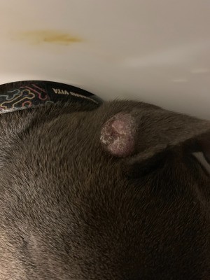 Identifying a Lump on Dog's Ear