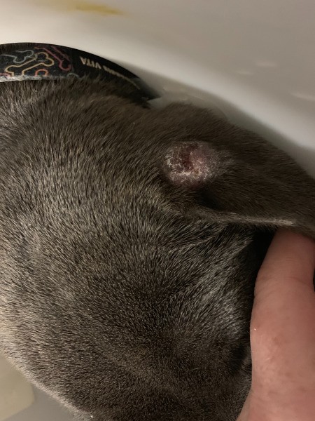 Identifying a Lump on Dog's Ear - oval lump on dog's ear