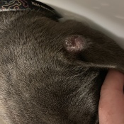 Identifying a Lump on Dog's Ear - oval lump on dog's ear