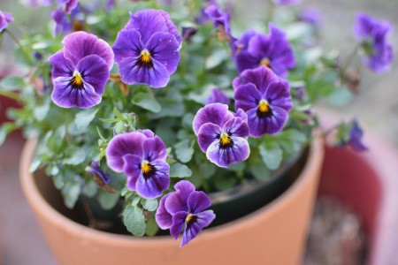 A pot of purple pansies growing outside.