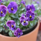 A pot of purple pansies growing outside.
