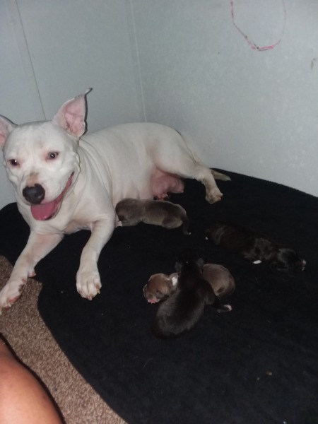 Dog Not Eating or Drinking After Having Puppies