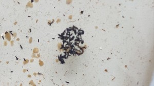 Identifying Tiny Black Bugs in Dog's Water Bowl - bugs in water