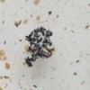 Identifying Tiny Black Bugs in Dog's Water Bowl - bugs in water
