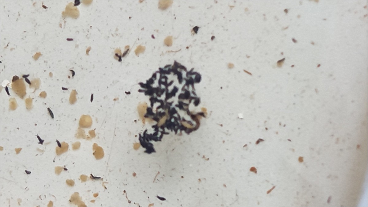 Identifying Tiny Black Bug in Dog's 