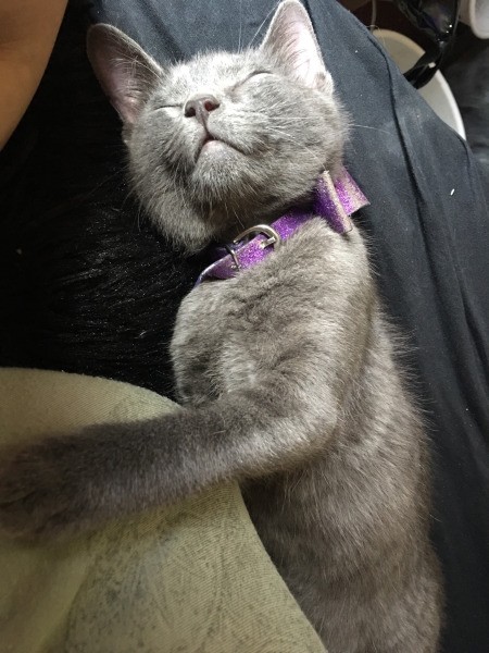 Introducing New Kitten to Resident Cat - Sparkles